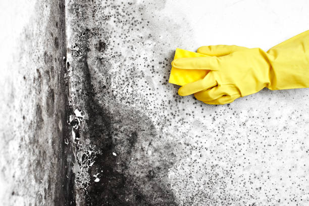 Best Basement Mold Remediation in Jefferson Valley Yorktown, NY