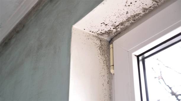 Best Mold Testing and Inspection Services in Jefferson Valley Yorktown, NY