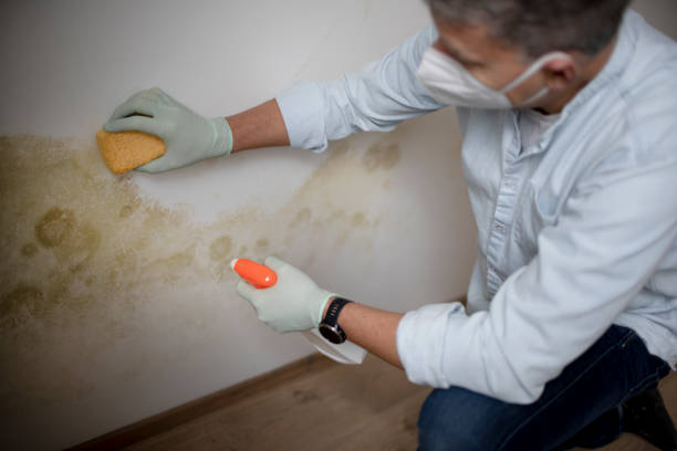 Best Emergency Mold Remediation in Jefferson Valley Yorktown, NY