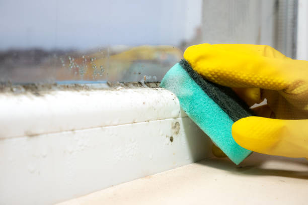 Best Bathroom Mold Remediation in Jefferson Valley Yorktown, NY