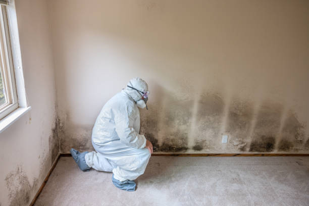 Professional Mold Remediation in Jefferson Valley Yorktown, NY