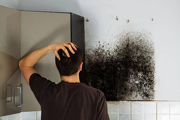 Best Industrial Mold Remediation in Jefferson Valley Yorktown, NY